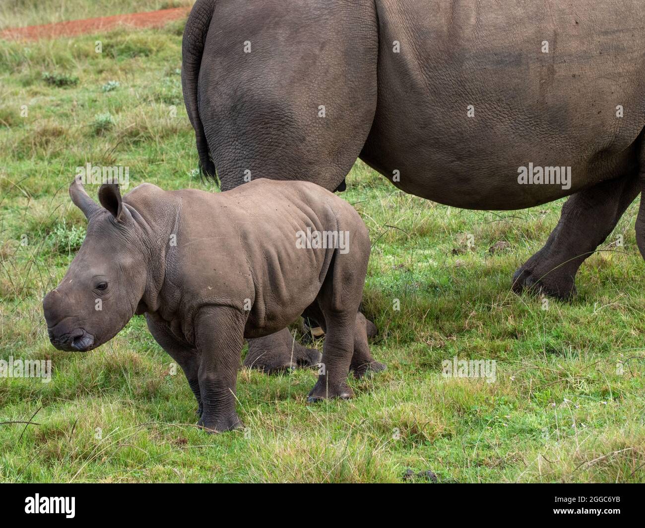 vitello bianco di rinoceronte vicino è la madre Foto Stock