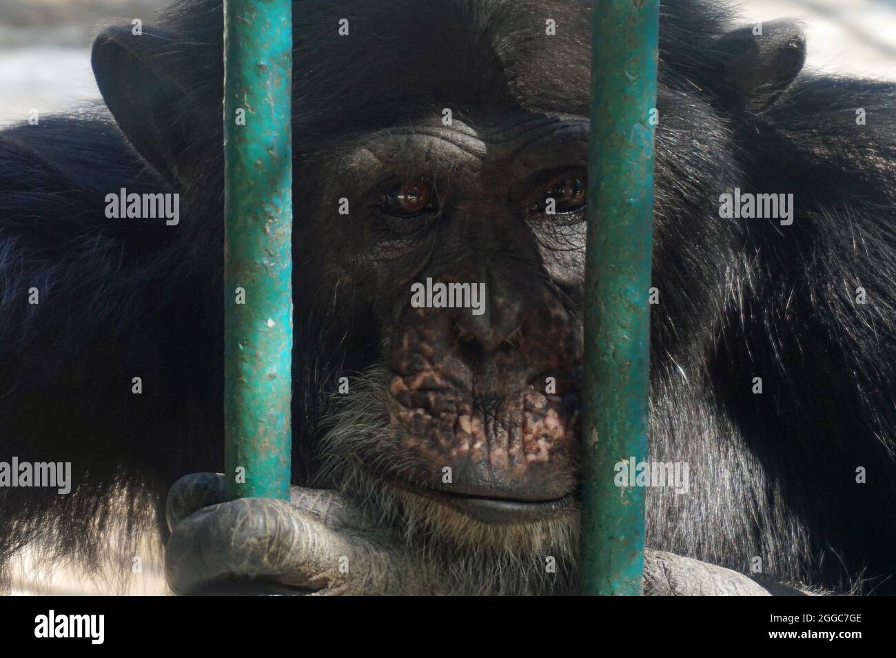 Ape in Cage in uno Zoo in Senegal Foto Stock