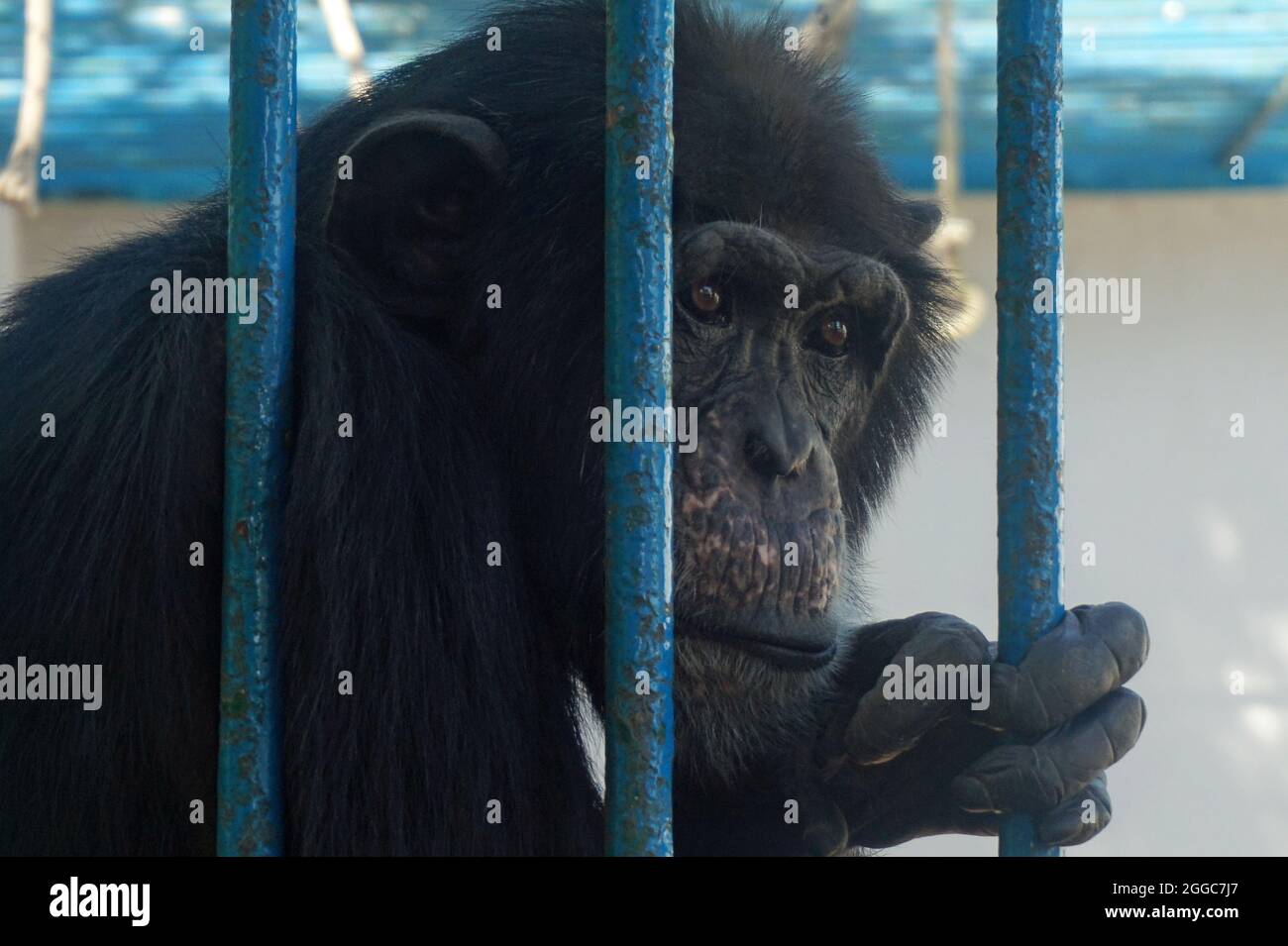 Ape in Cage in uno Zoo in Senegal Foto Stock