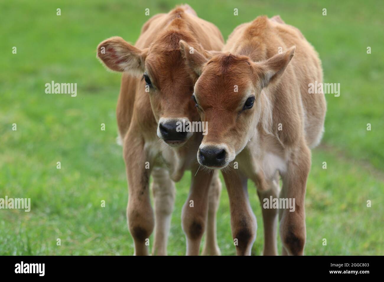 Vitelli Jersey in un pascolo di mucca in una fattoria in estate Foto Stock