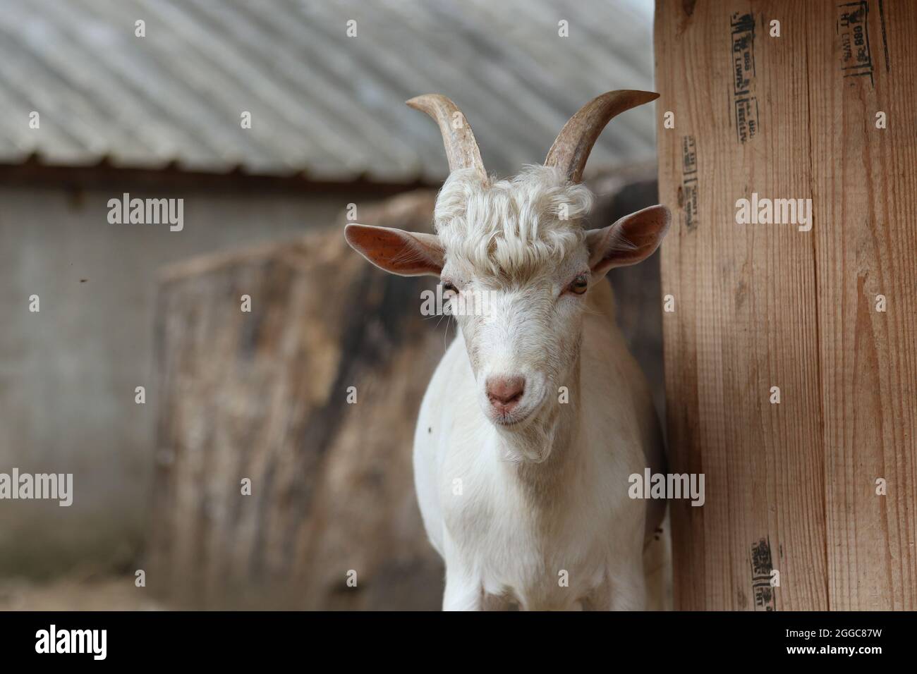 Capra bianca in uno zoo di animali domestici in una fattoria in estate. Vista frontale Foto Stock