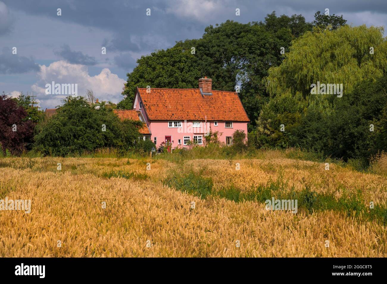 Un cottage rosa Suffolk e un campo di grano nella campagna Suffolk. Foto Stock