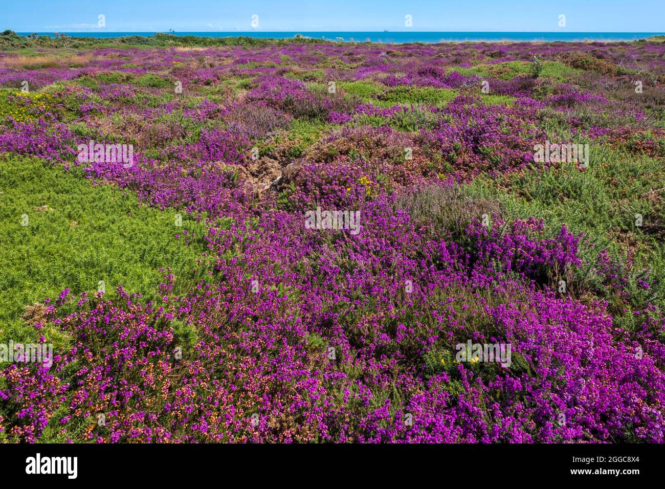 erica viola e Mare del Nord blu. Dunwich Heath, Dunwich, Suffolk, East Anglia, Regno Unito. Foto Stock