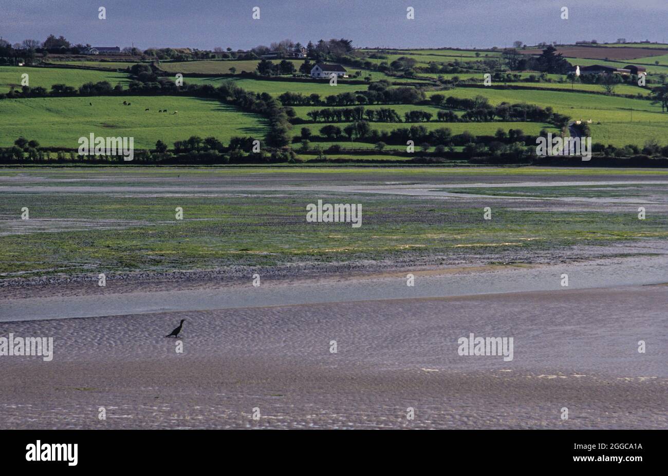 Il solitario cormorano: Paludi e verdi colline vicino a Inchydoney, Contea di Cork Foto Stock