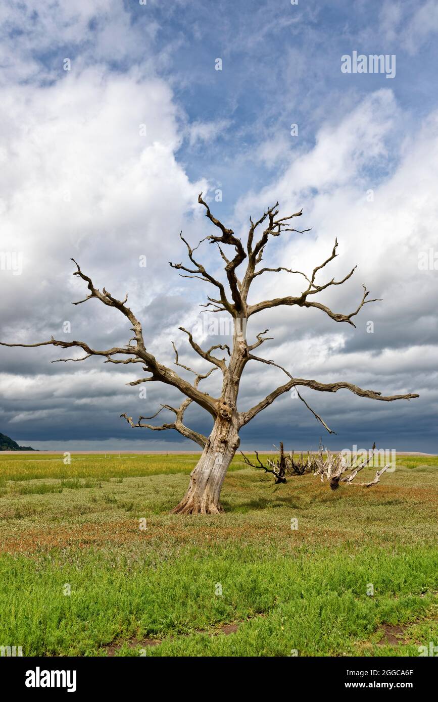 Albero di quercia morto in saltmarsh, Porlock Marsh, Somerset. REGNO UNITO Foto Stock
