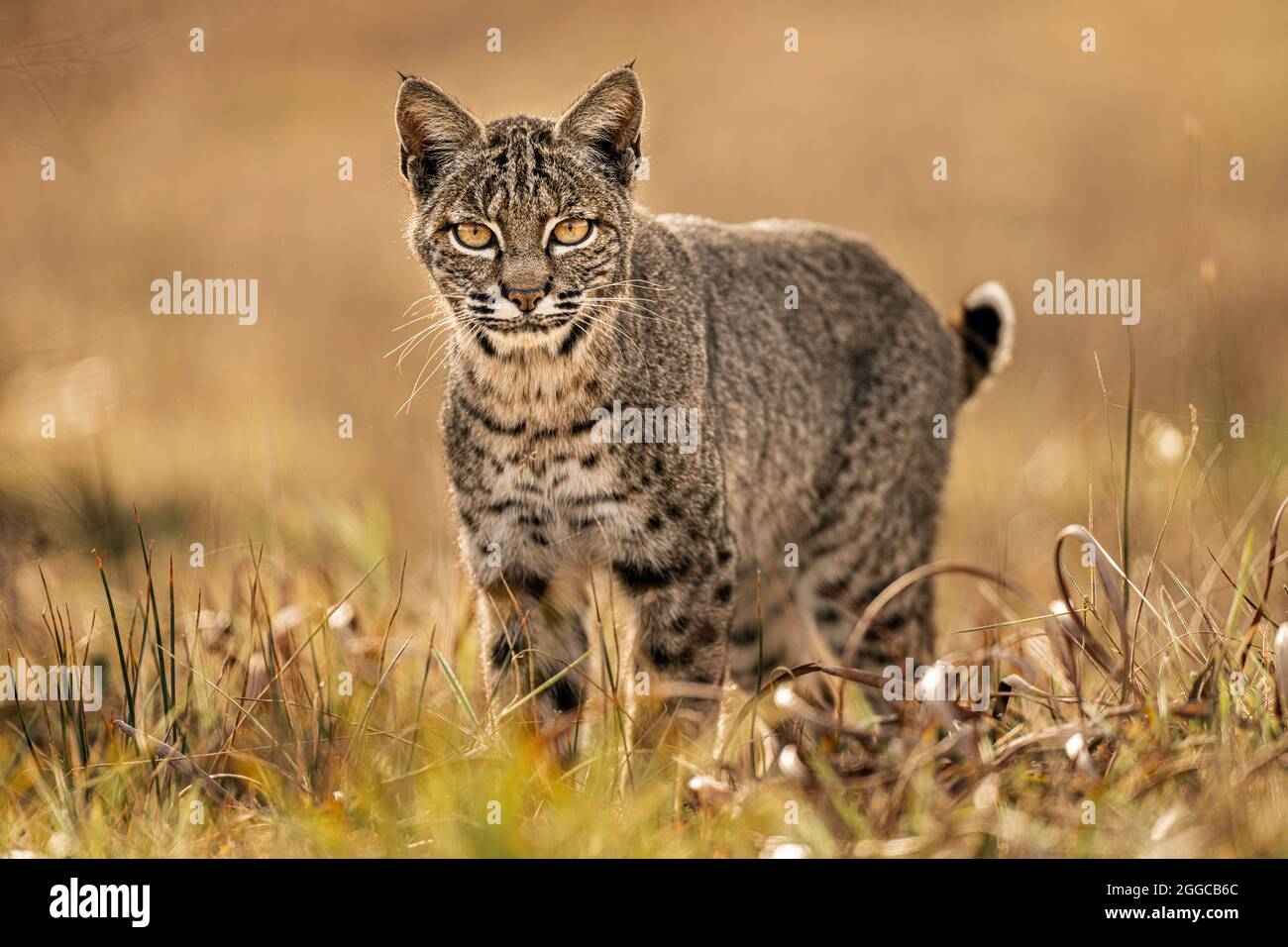 Bobcat Foto Stock