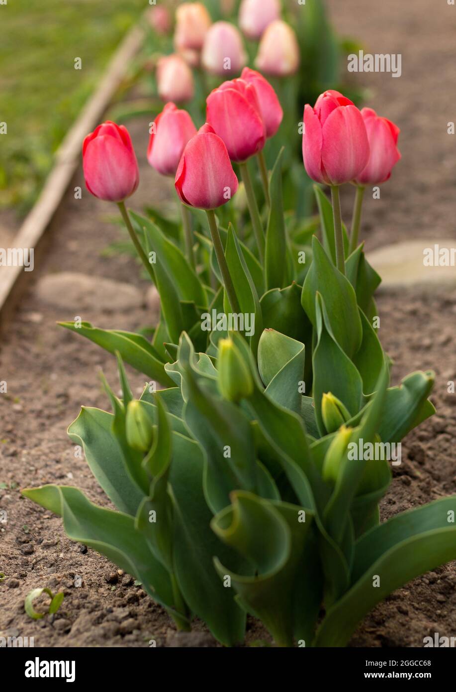 Incredibile tulipani di rosa nel letto fiorito, fiorente in primavera Foto Stock