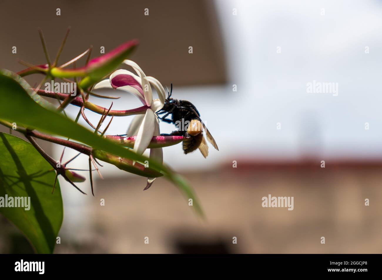 bumblebee su una pianta con polline Foto Stock