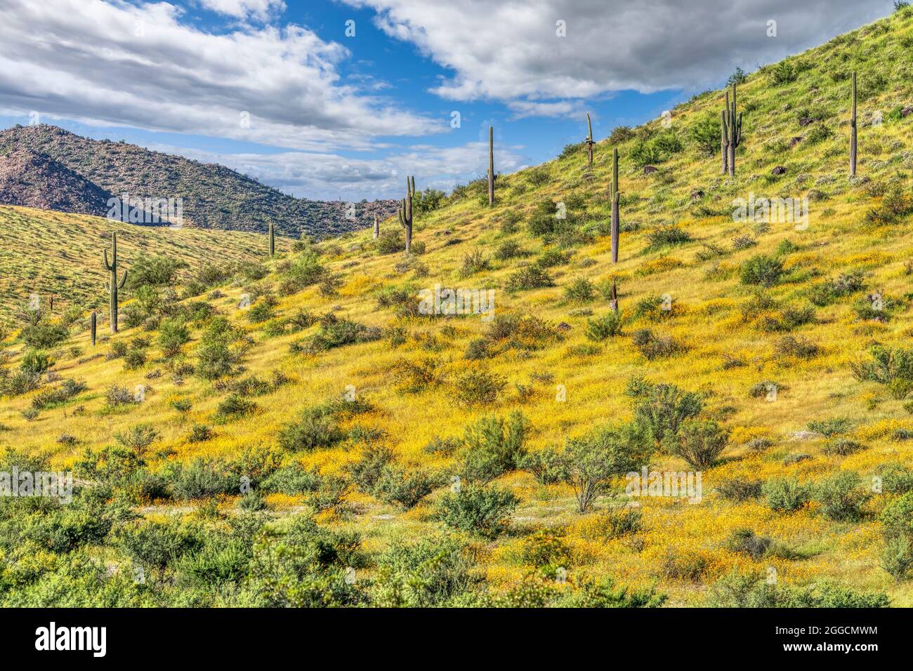 Una vista del deserto di sonora vicino Phoenix, Arizona. Foto Stock