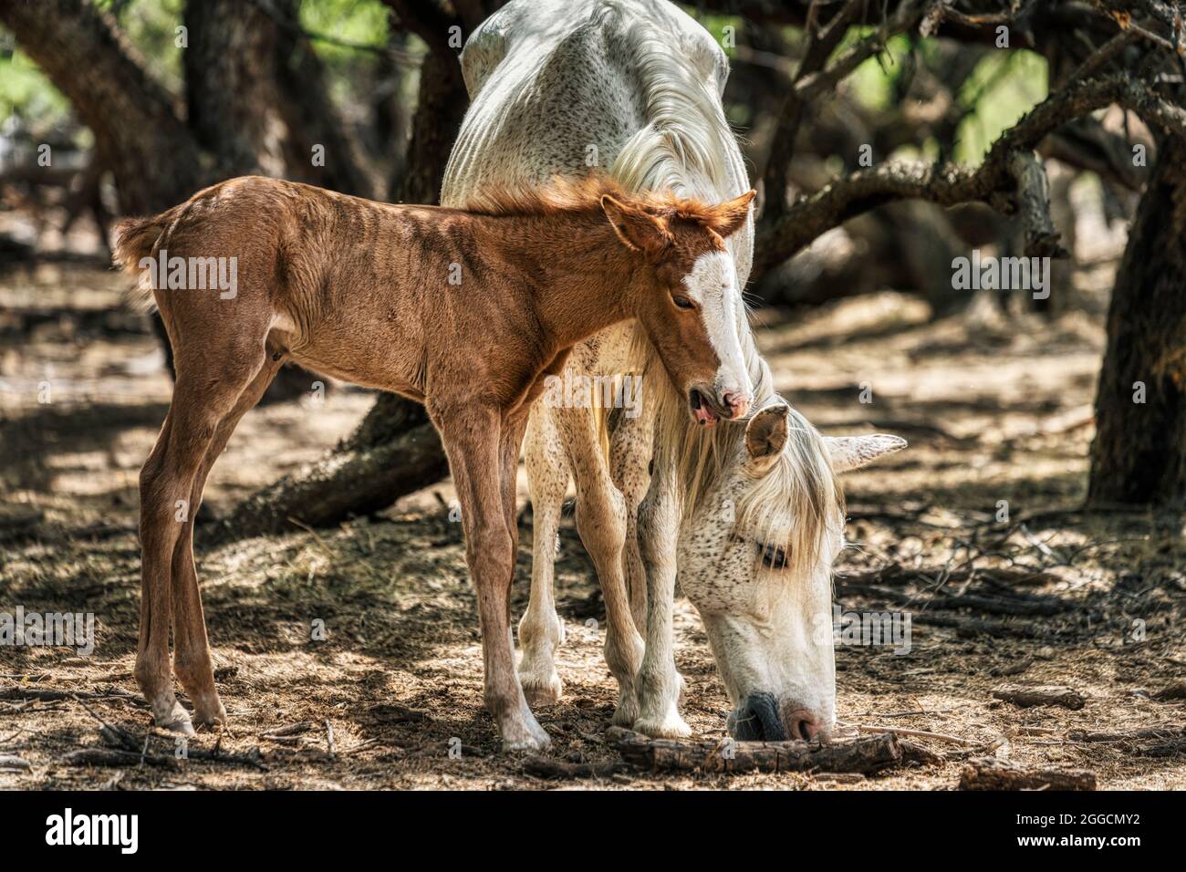 5 settimane di fallo sussurrando all'orecchio di Mama. Salt River Wild Horses nella Tonto National Forest vicino a Phoenix, Arizona. Foto Stock