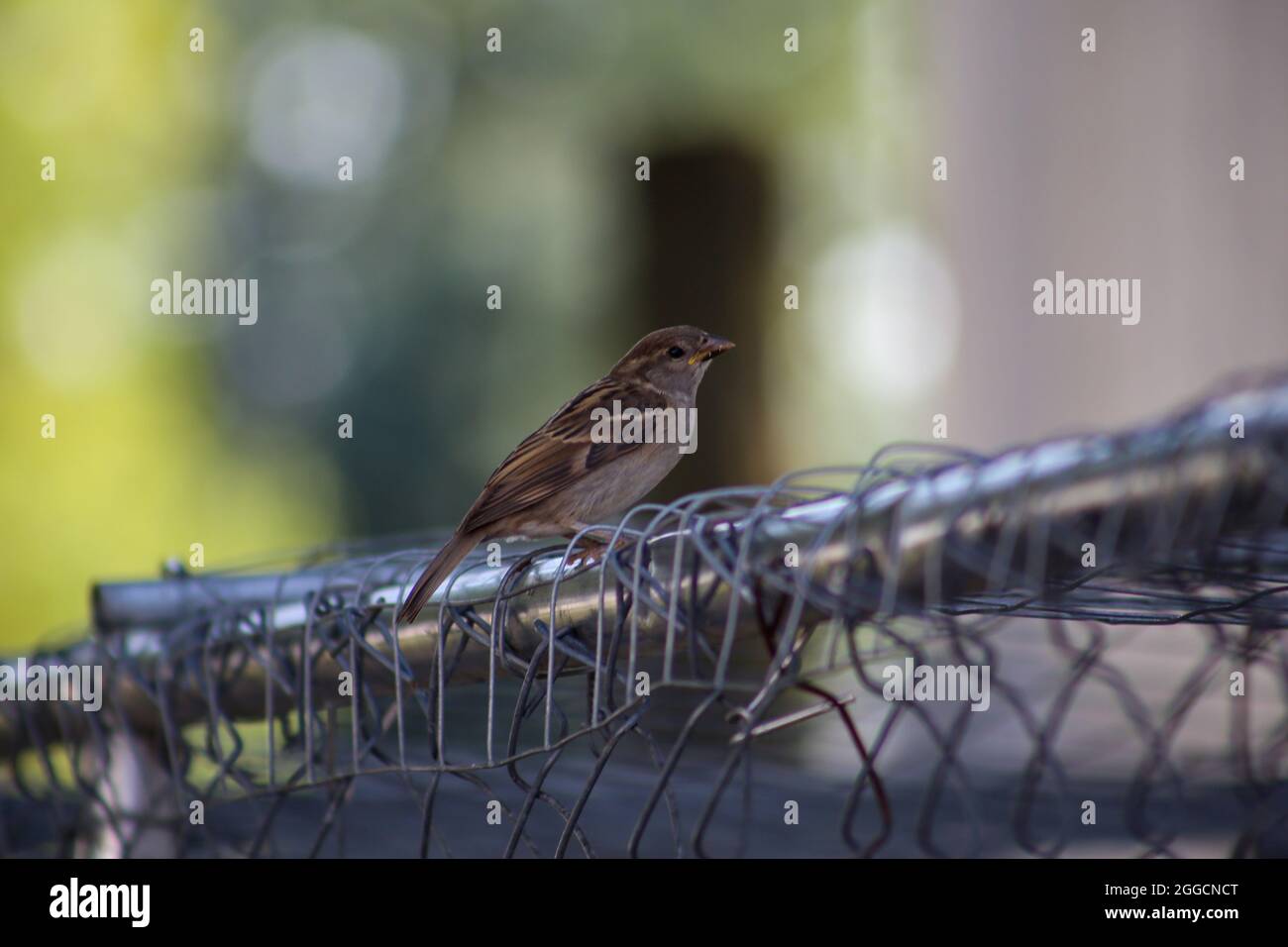 Una casa femminile finch che poggia su una recinzione a catena. Foto Stock