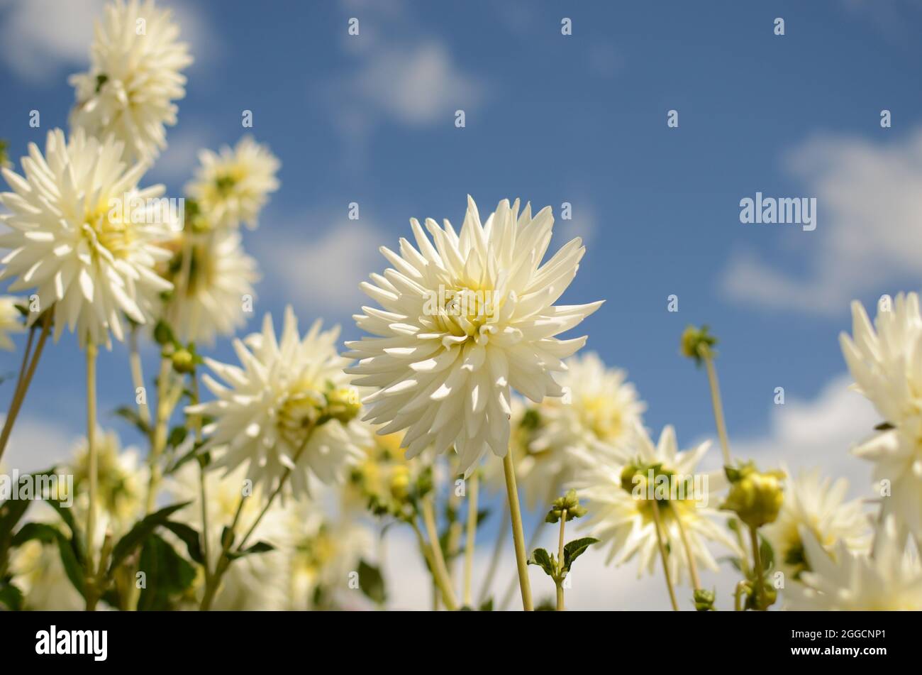 Bianco Cactus Dahlia Fiore. Foto Stock