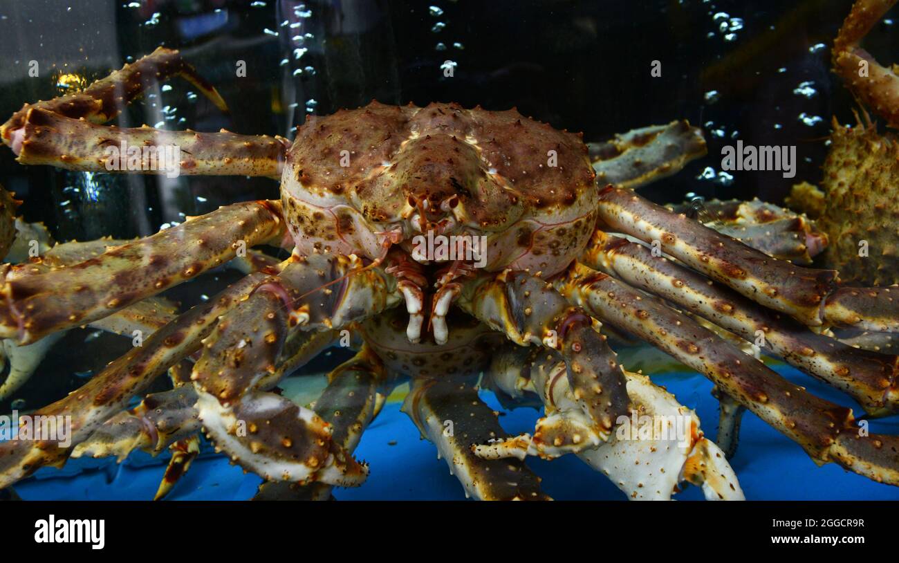 Un grande granchio esposto in un ristorante di pesce nel quartiere dello shopping di Myeongdong a Seoul, Corea del Sud. Foto Stock