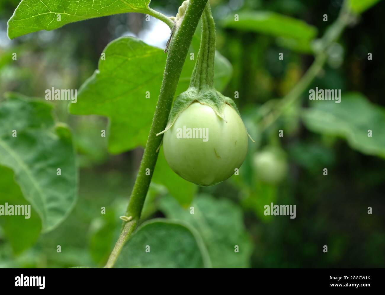 Piccola pianta di uova verdi, Phuket Thailandia Foto Stock