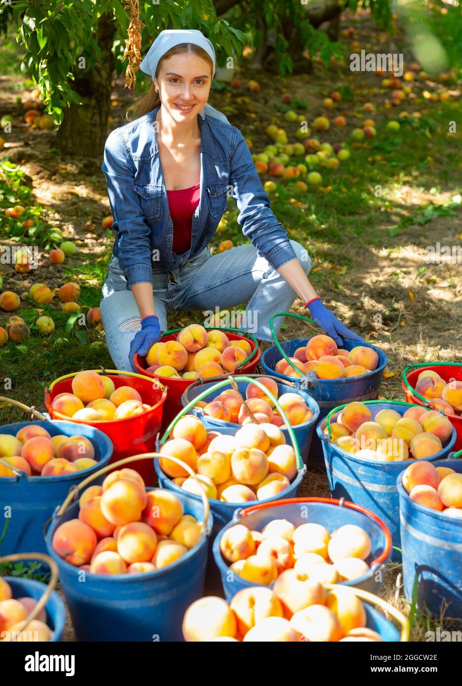 Donna positiva con molti secchi di peachs maturi in frutteto Foto Stock