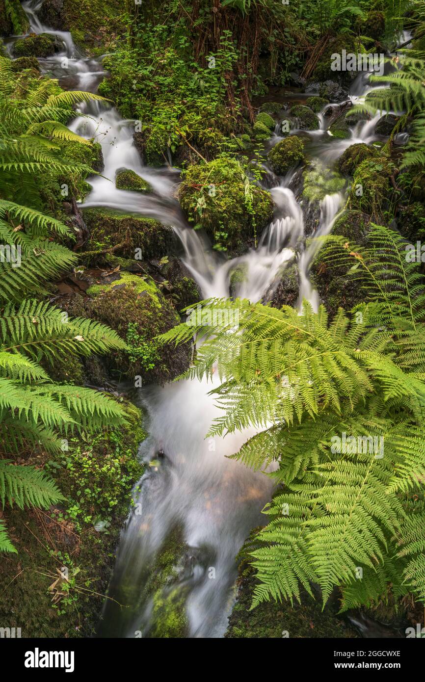 Le Cascate di Canonteign sono una delle cascate più alte d'Inghilterra. Si trova nella valle del Teign, nel Parco Nazionale di Dartmoor vicino a Chudleigh, nel Devon del Sud, Foto Stock