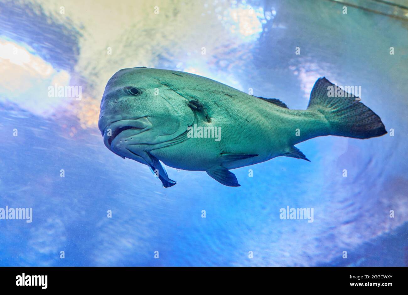 Pesci esotici in un acquario sul Mar Rosso, nuotando tra coralli Foto Stock