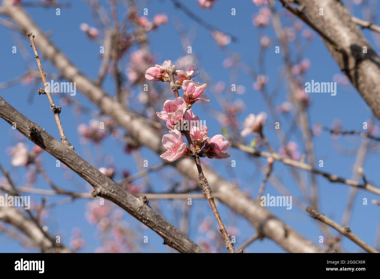 ramoscello con fiori di pesca Foto Stock