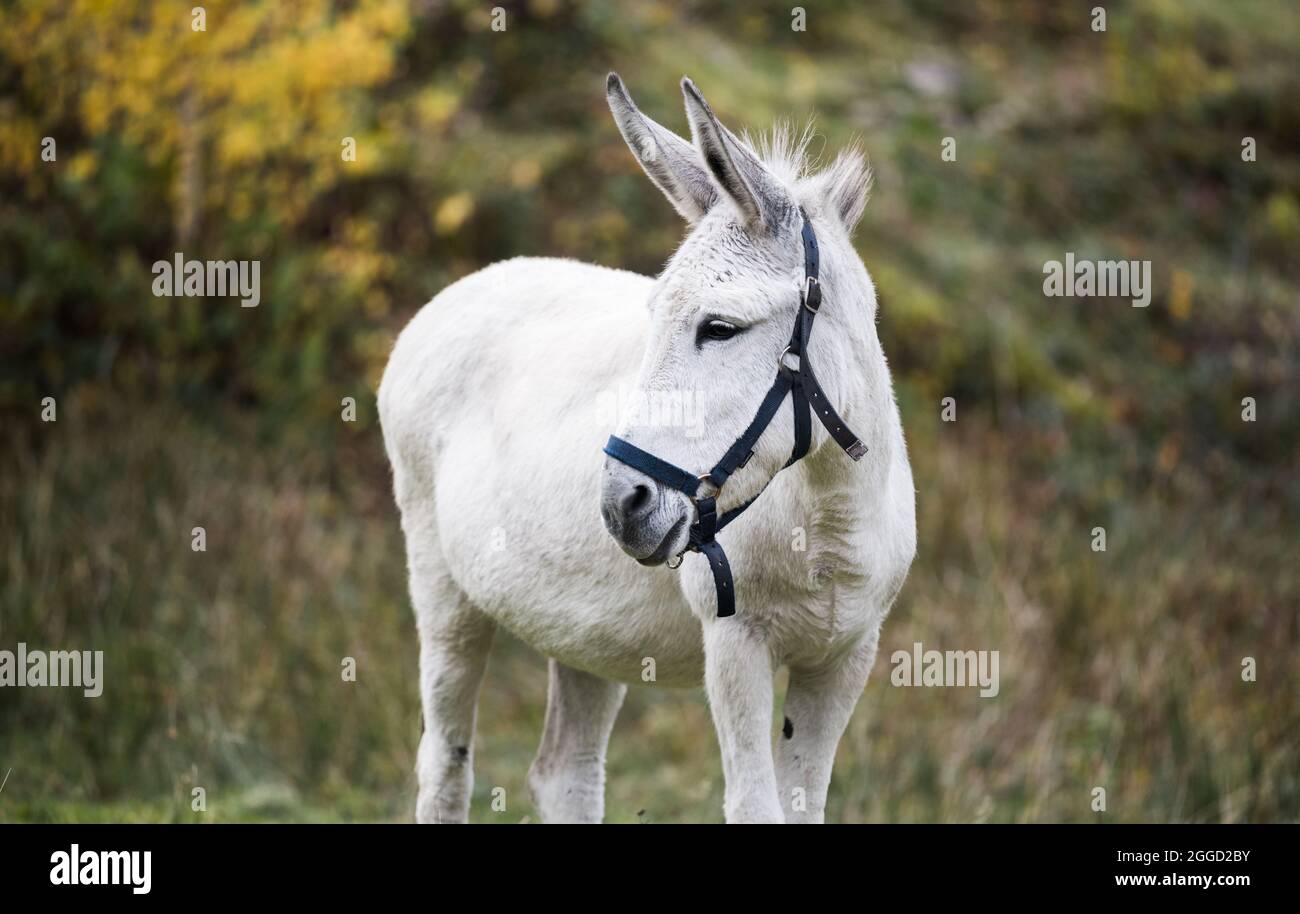 Asino pascolo in autunno pascolo. Asino bianco giovane. Foto Stock