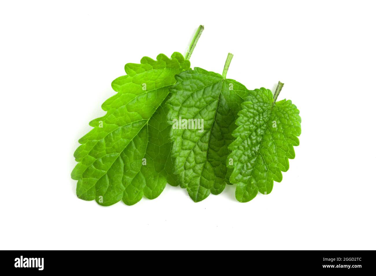 Fresco verde menta isolati su sfondo bianco Foto Stock