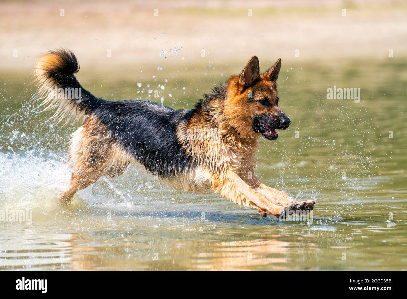 Giovane e felice Pastore tedesco, giocando in acqua. Il cane schizza e salta felicemente nel lago. Foto Stock