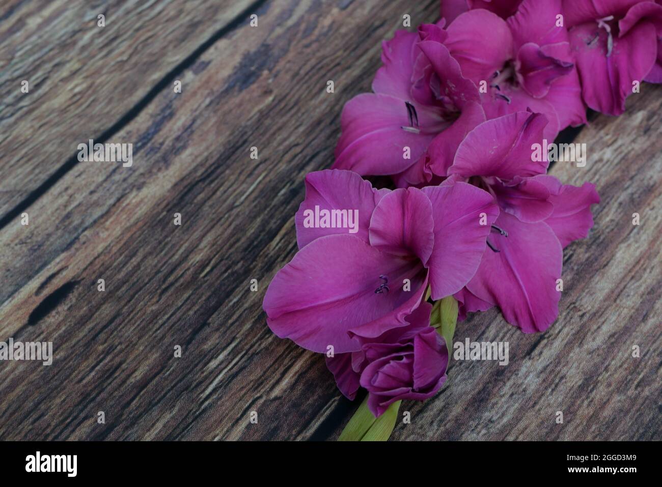 I gladioli rosa profondi giacciono su tavoli di legno scuro grossolani Foto Stock