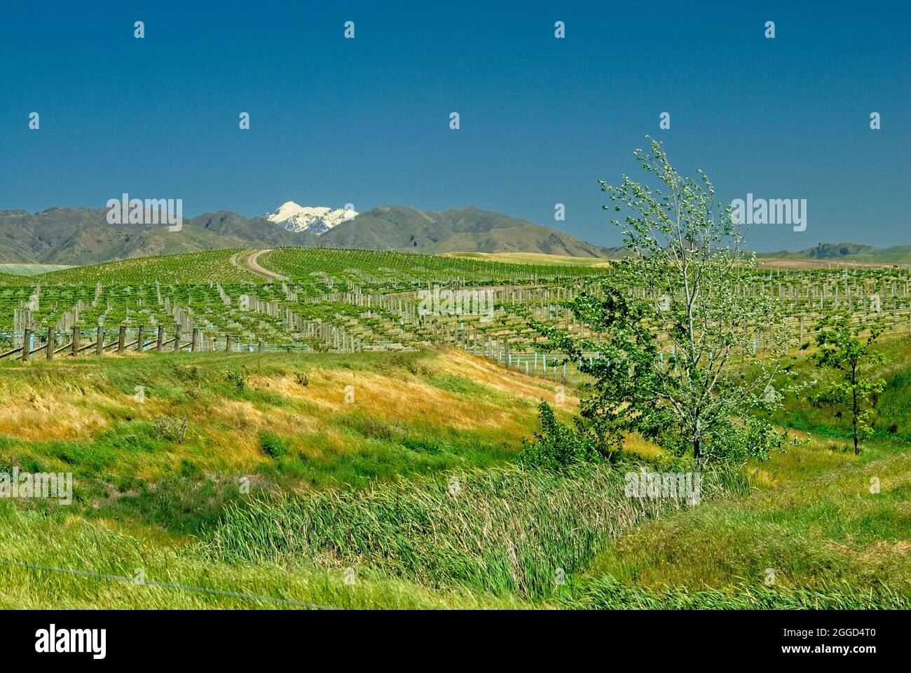 L'area viticola della regione nord-orientale della Nuova Zelanda dell'Isola del Sud Foto Stock