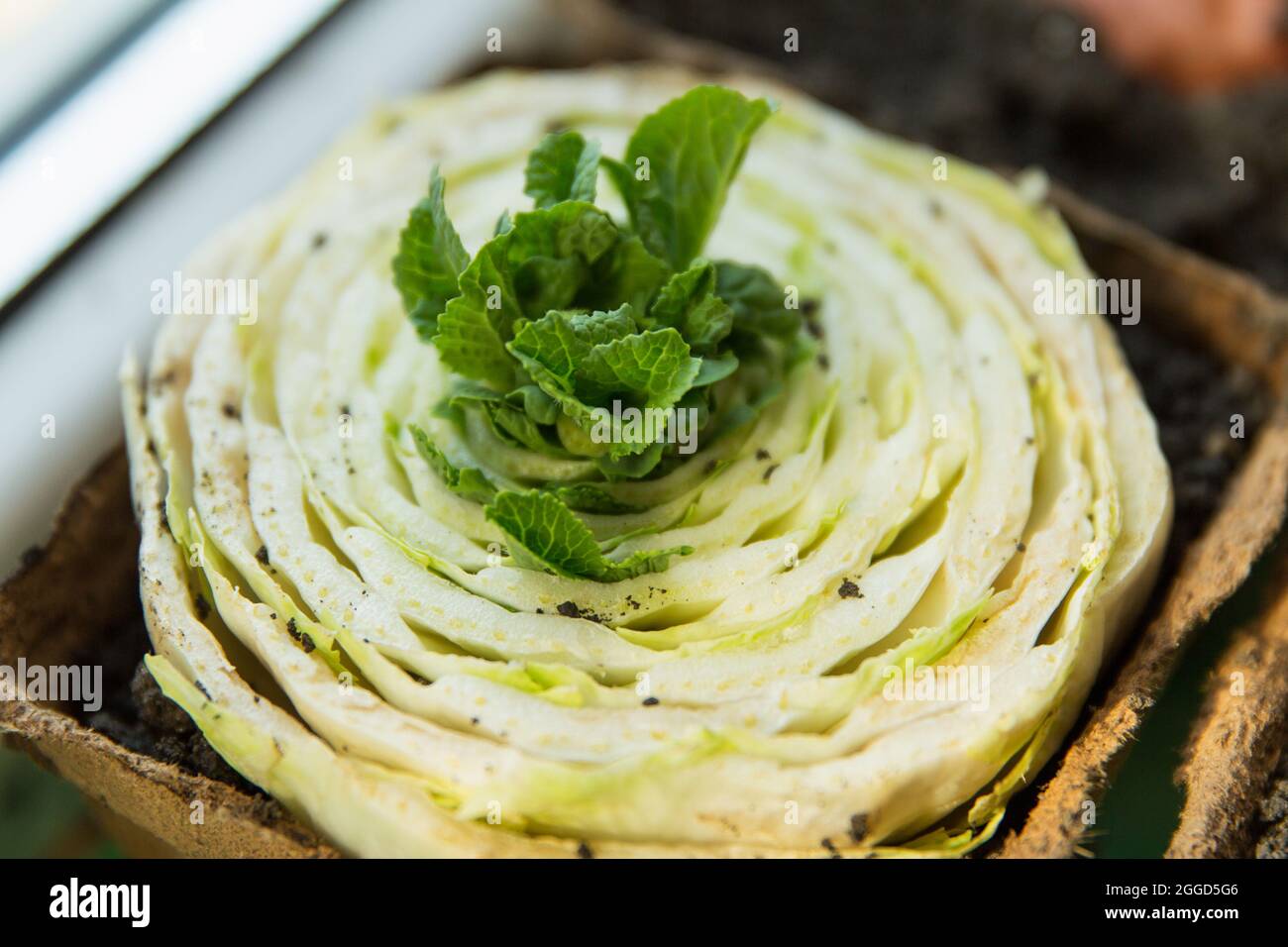 Processo di coltivazione di piantine in contenitori di torba su ventiello in primavera, cavolo di Pechino Foto Stock