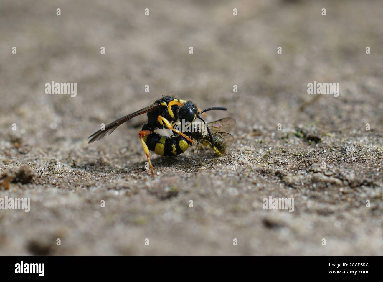 Primo piano di una femmina del vascello ornato coda vegger wasp , Cerceris Foto Stock