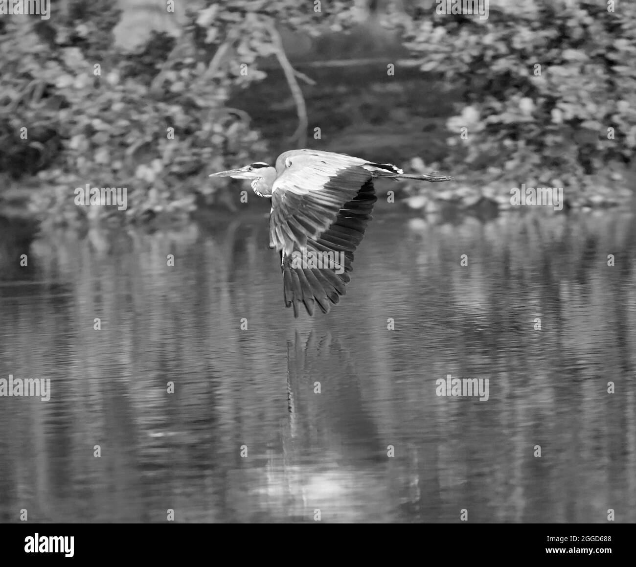 Airone grigio, immagine in bianco e nero mostra airone volare basso sopra la superficie dello stagno. Foto Stock