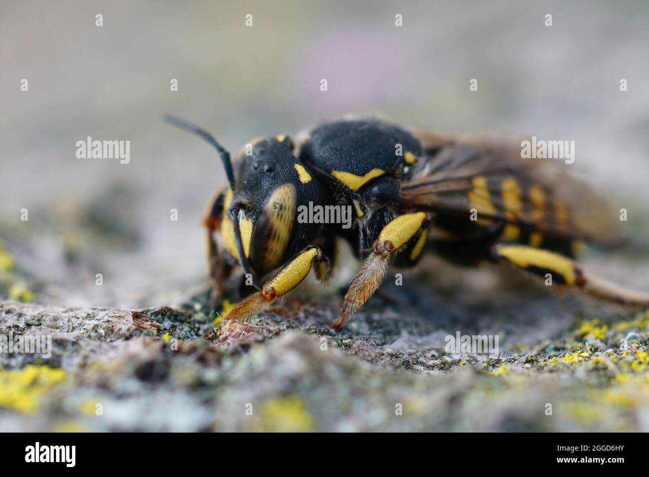 Primo piano dettagliato di una femmina del Bee Woolcarder fiorentino, A Foto Stock