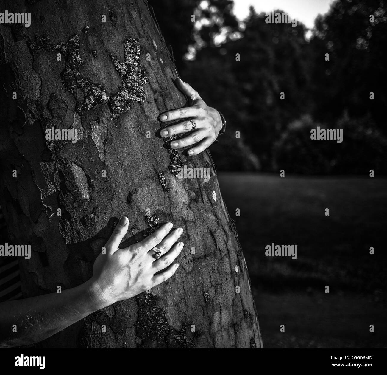 mano donna che abbraccia un albero nella foresta - la natura che ama, combattere il riscaldamento globale, salvare il pianeta terra Foto Stock