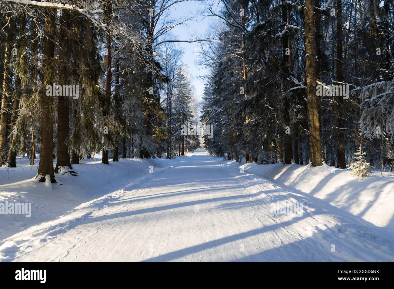 Parco invernale di abete rosso con un sentiero pedonale illuminato dal sole tra gli alberi Foto Stock