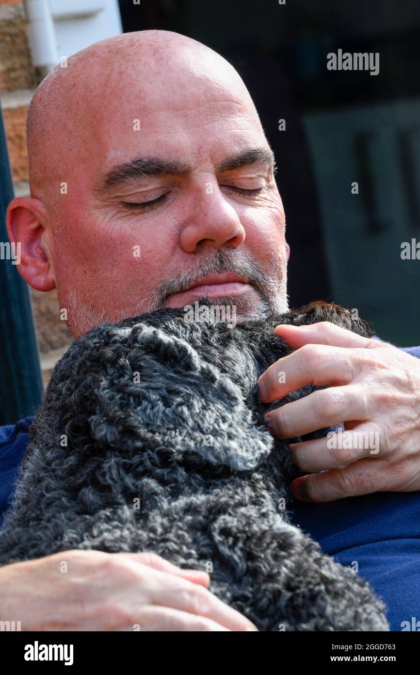 Calvo capo uomo che ha una coccola affettuosa con un cane Labradoodle dai capelli neri Foto Stock