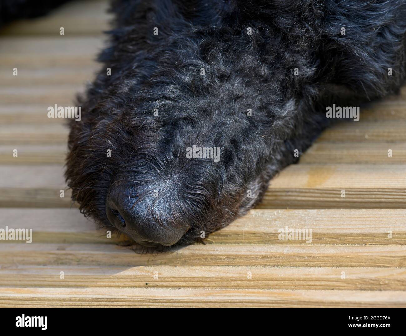 Primo piano della testa di un cane nero Labradoodle ricci capelli come si stende su una qualche terrazza di legno Foto Stock