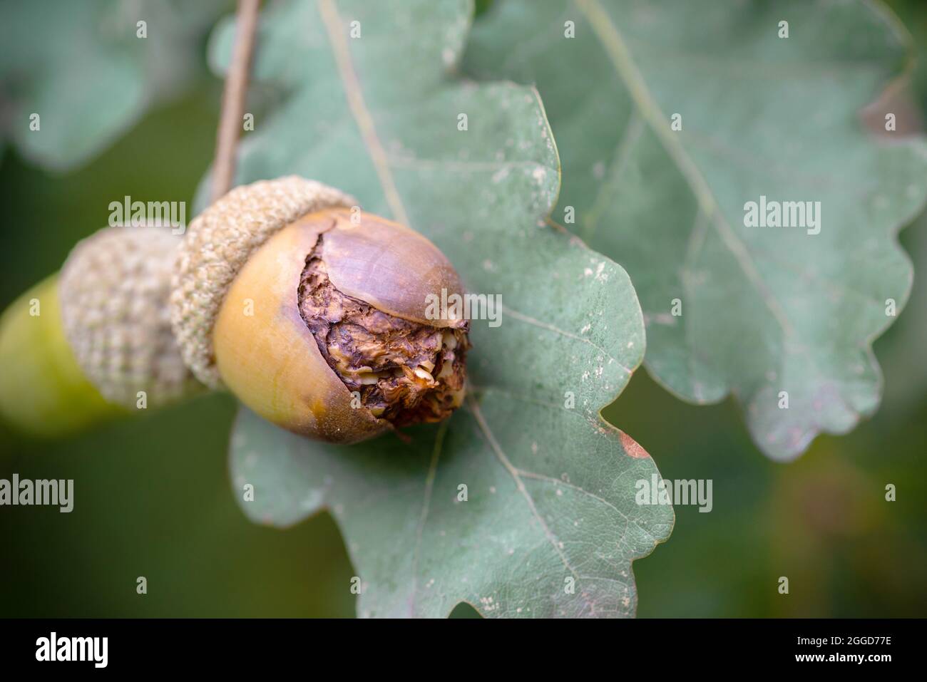 Acorno marrone incrinato di quercia su sfondo verde foglie primo piano Foto Stock