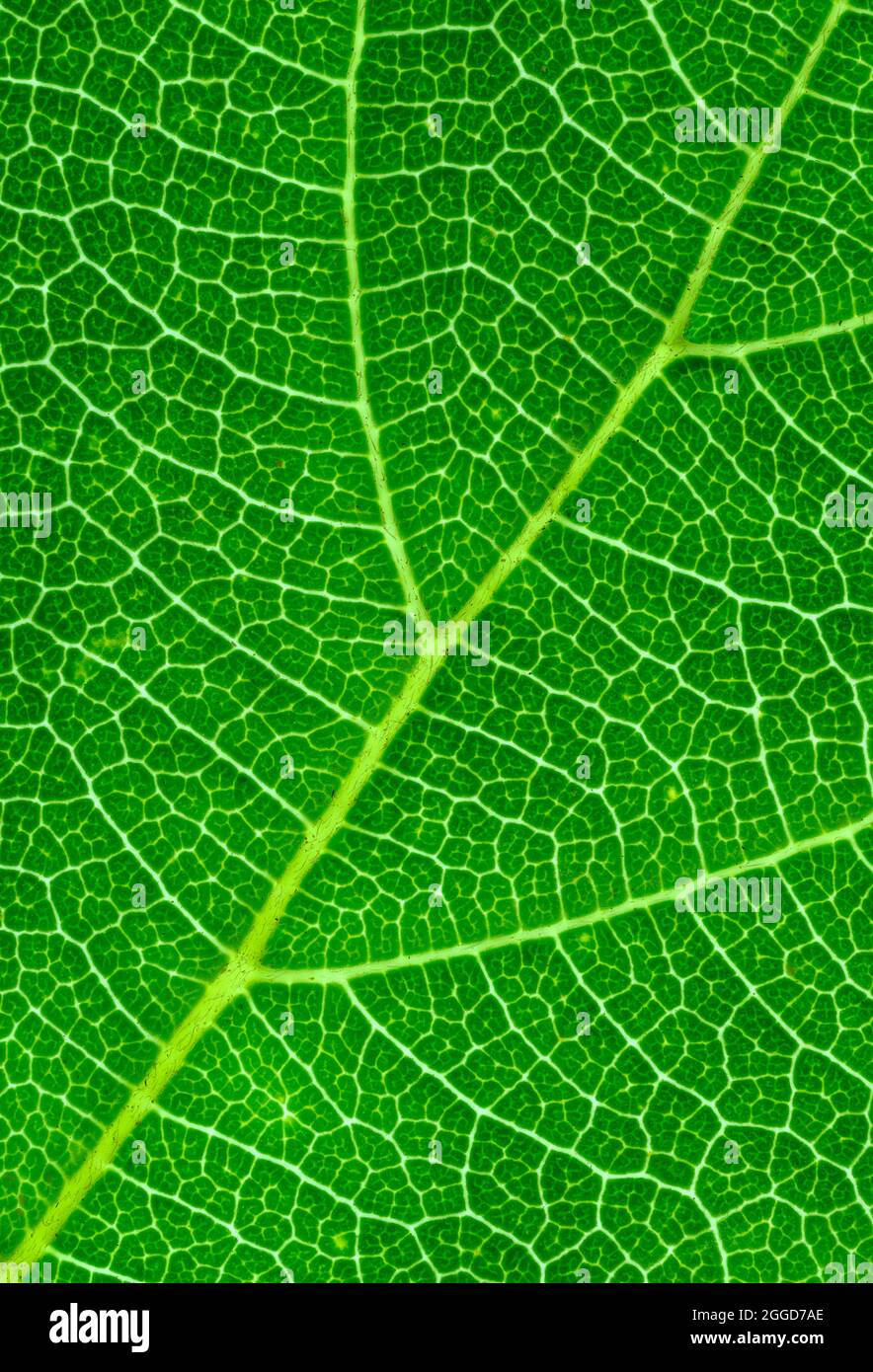 Primo piano delle foglie verdi che mostrano i modelli venosi Foto Stock