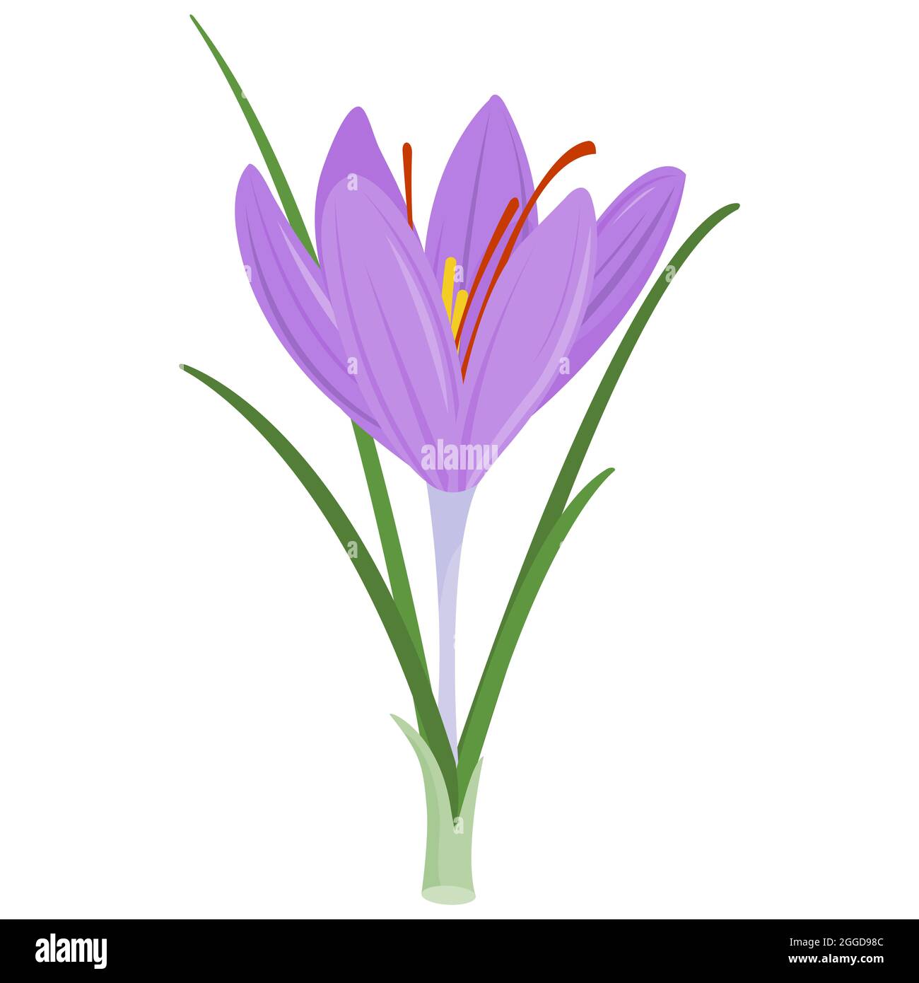 Fiore di croco allo zafferano. Crocus sativus. Zafferano viola con foglie verdi isolate su sfondo bianco. Foto Stock