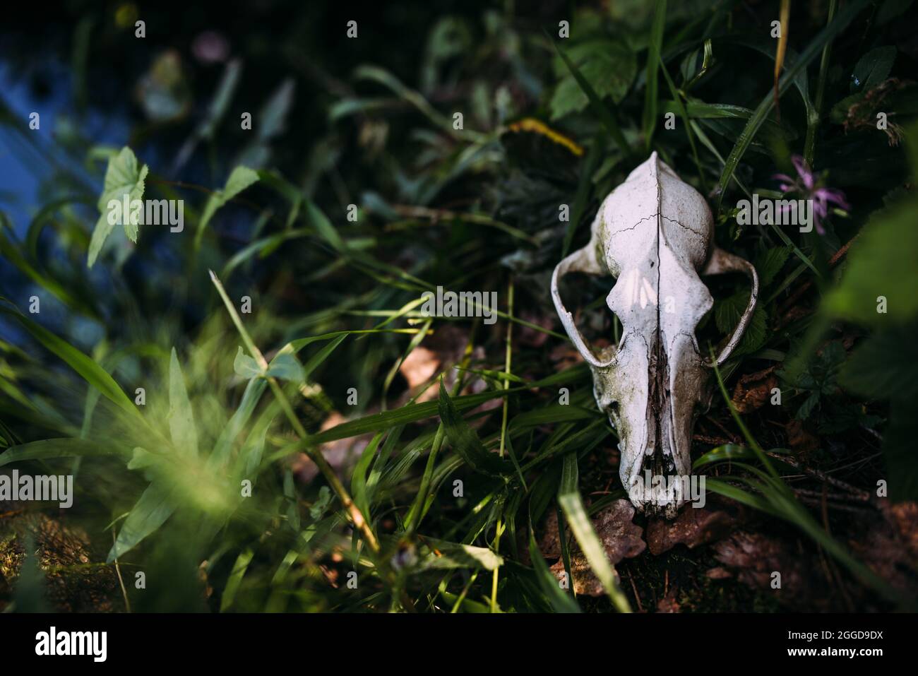 Vecchio cranio del cane e nella foresta incantata. Atmosfera oscura e misteriosa. Foto Stock