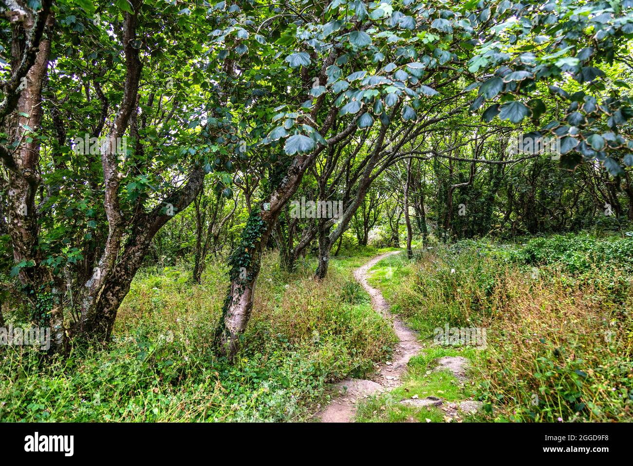 South West Coast Path attraversando una foresta vicino a St Loy's Cove, Penwith Peninsula, Cornovaglia, Regno Unito Foto Stock