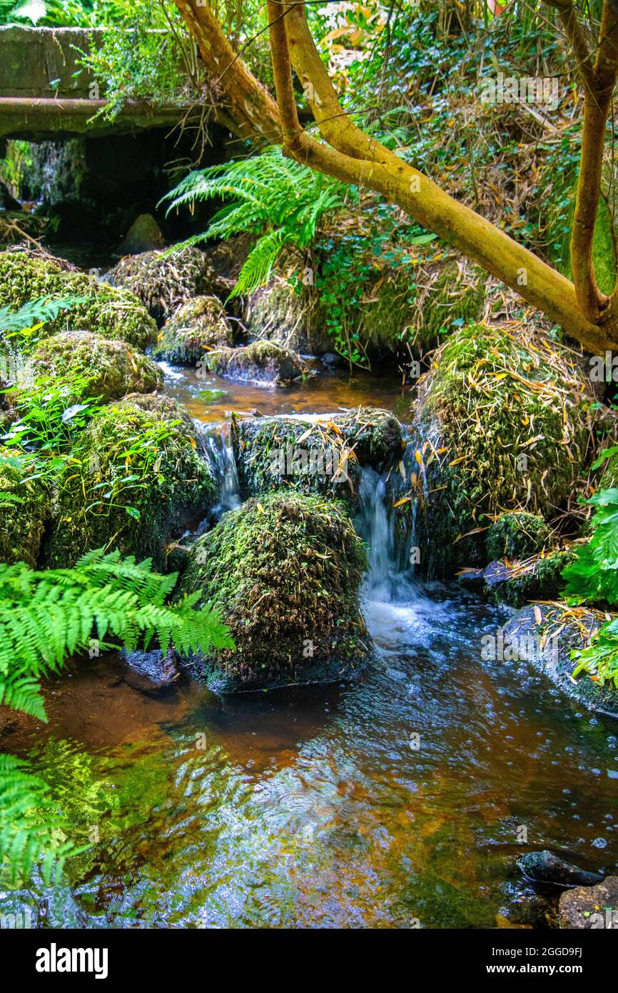 Piccola cascata in una foresta lungo il South West Coast Path vicino a St Loy's Cove, Penwish Peninsula, Cornovaglia, Regno Unito Foto Stock