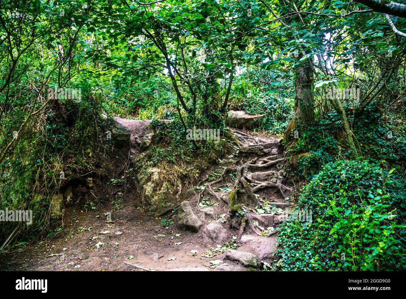 Percorso escursionistico coperto da radici di alberi lungo il South West Coast Path vicino a St Loy's Cove, Penwith Peninsula, Cornovaglia, Regno Unito Foto Stock