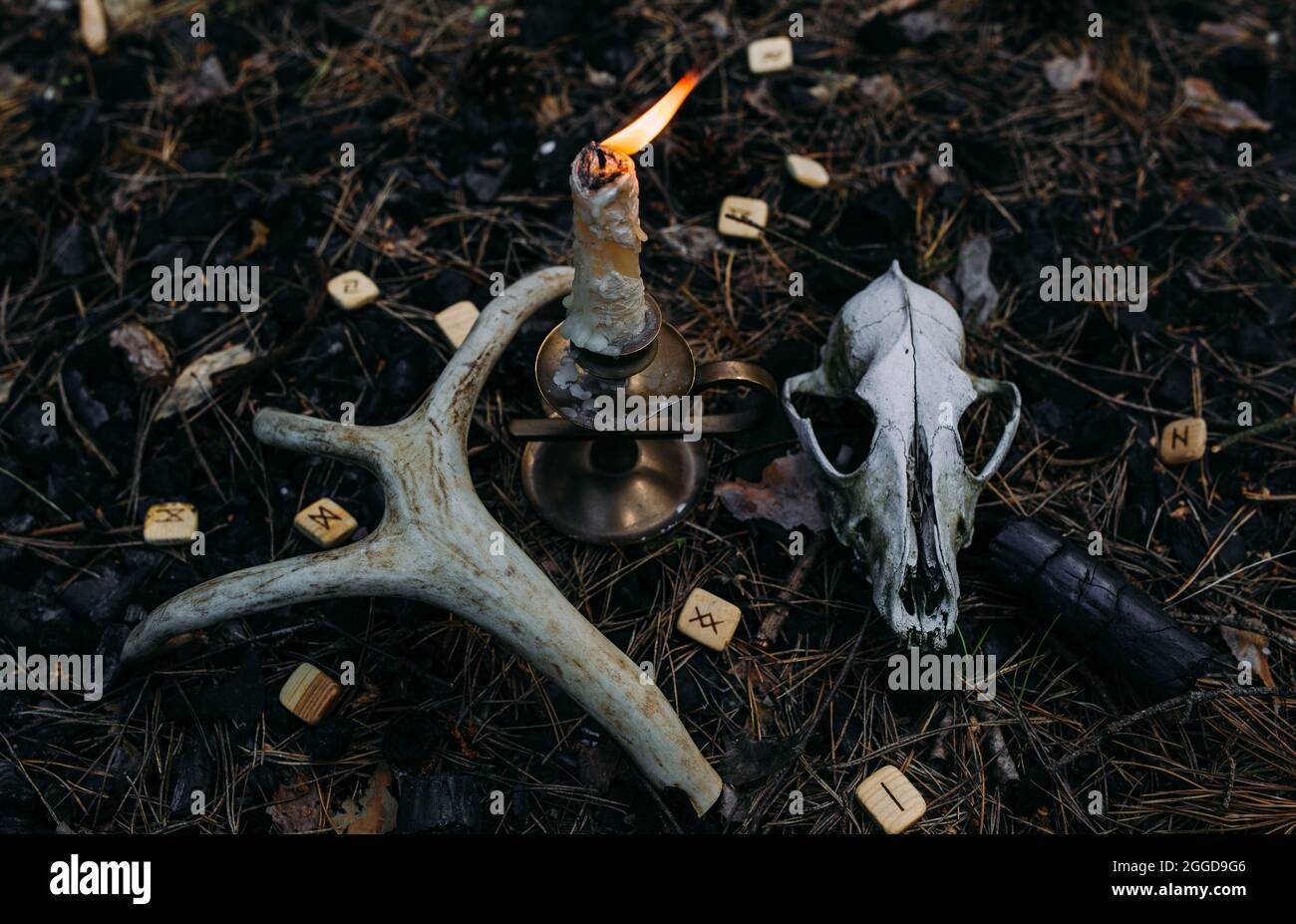 Candela bruciante e vecchio scull in foresta incantata. Concetto occulto, esoterico. Foto Stock