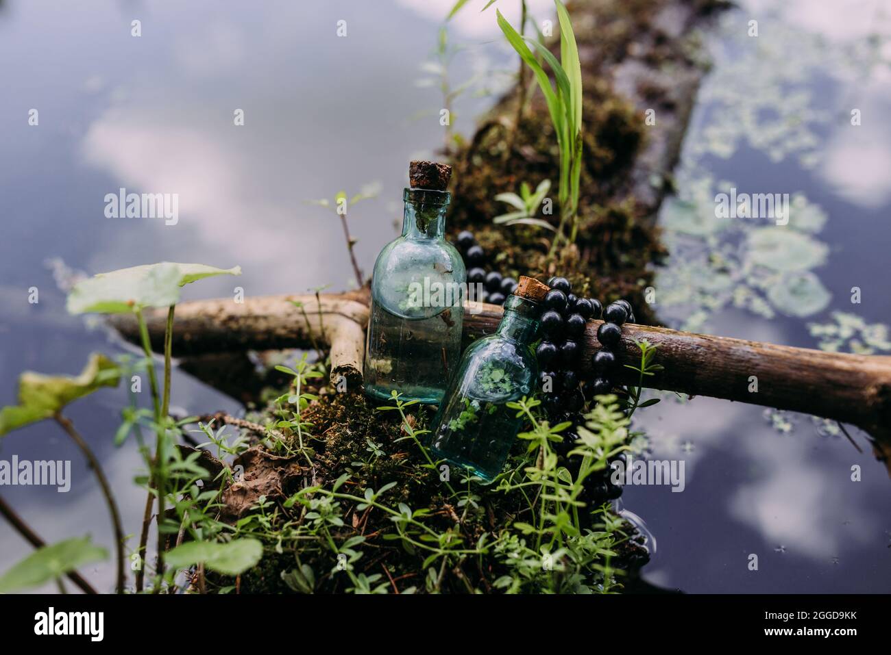Le bottiglie di vetro sono riempite con ingredienti magici, elisir. Foresta misteriosa. Foto Stock