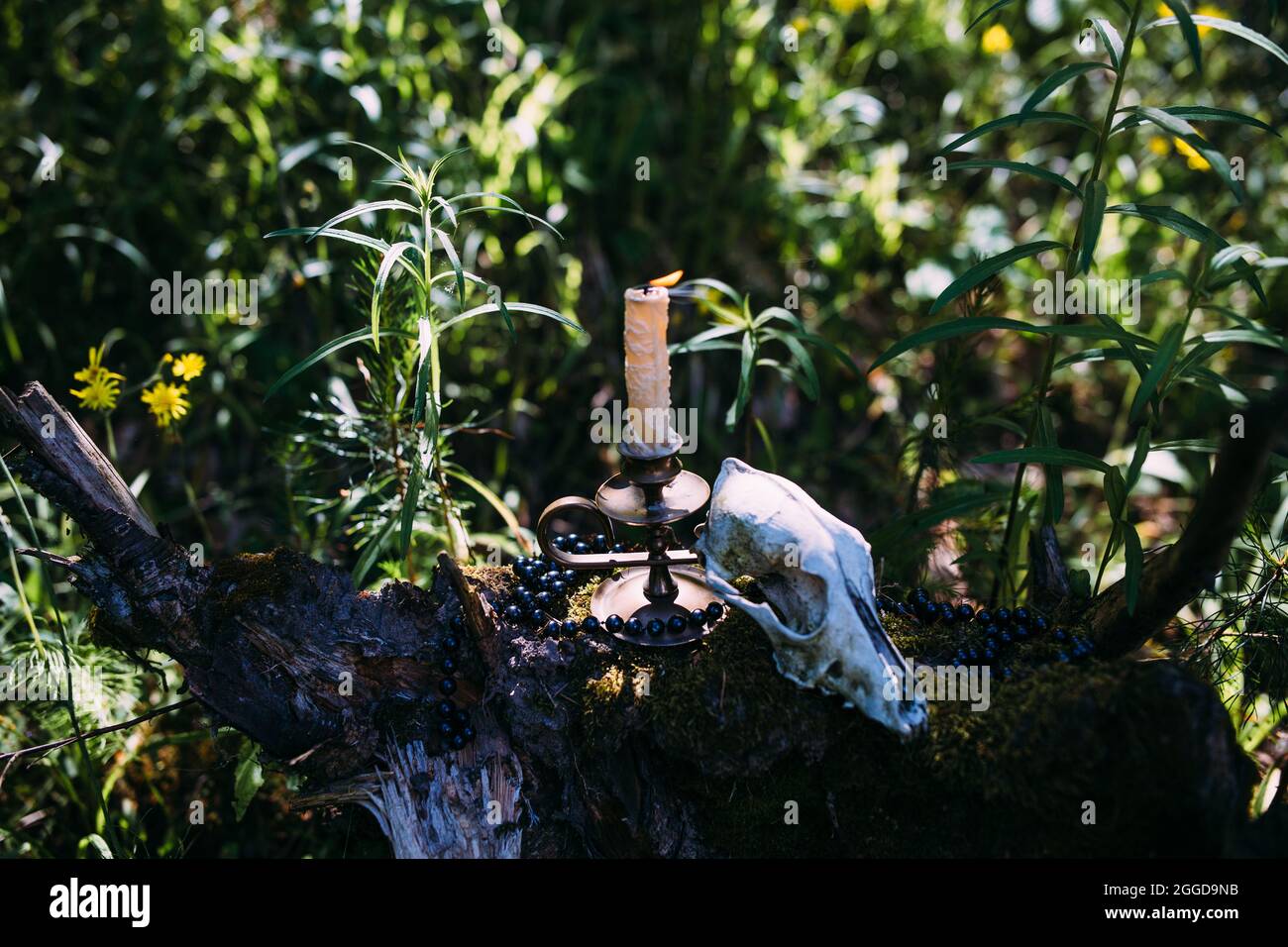 Candela bruciante e vecchio scull nella foresta incantata. Concetto occulto, esoterico Foto Stock
