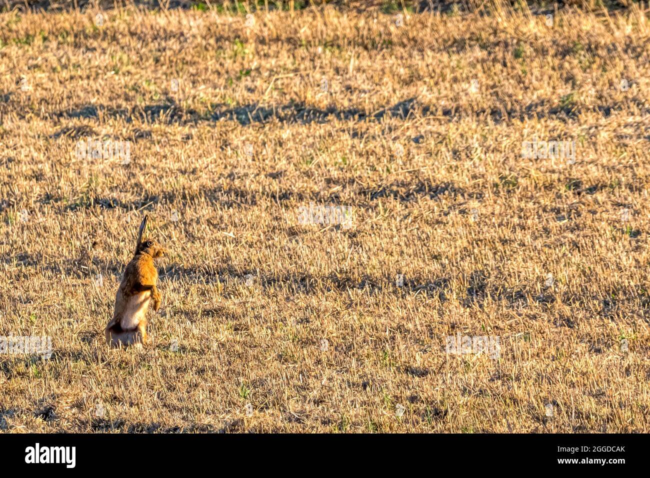 Lepre europea, Lepus europaeus, in piedi sulle gambe posteriori per guardare attraverso un campo di stoppie subito dopo la mietitura. Foto Stock