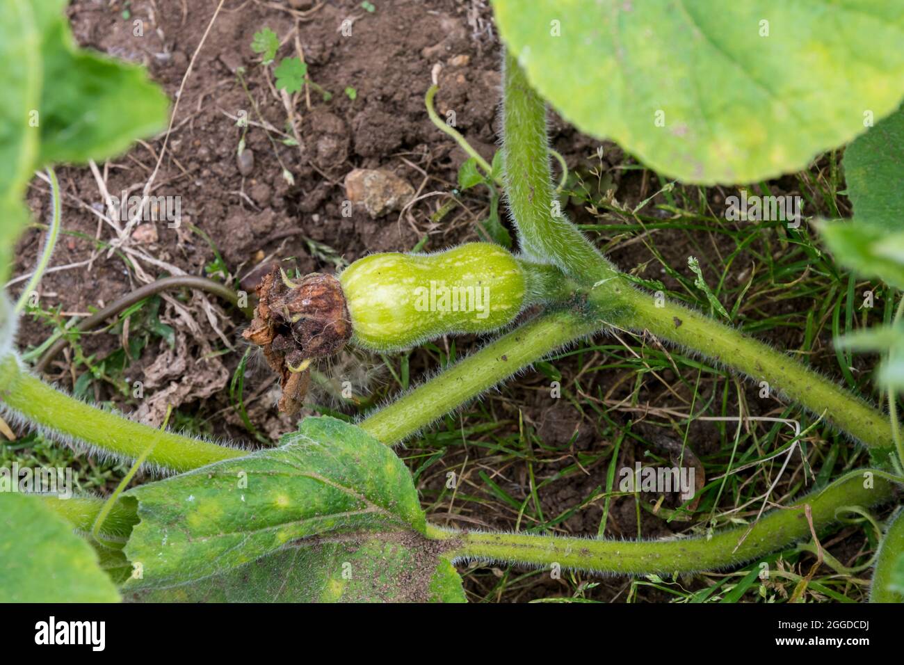 Giovane zucca di butternut, Cucurbita moschata, che comincia a svilupparsi su pianta. Foto Stock