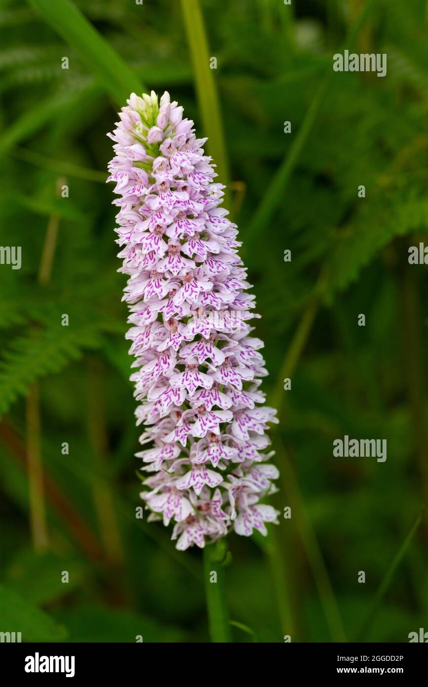 Più comune della famiglia britannica Orchid, il comune spotted-orchid è altamente variabile nell'aspetto delle foglie e nel colore dei molti spike fioriti Foto Stock