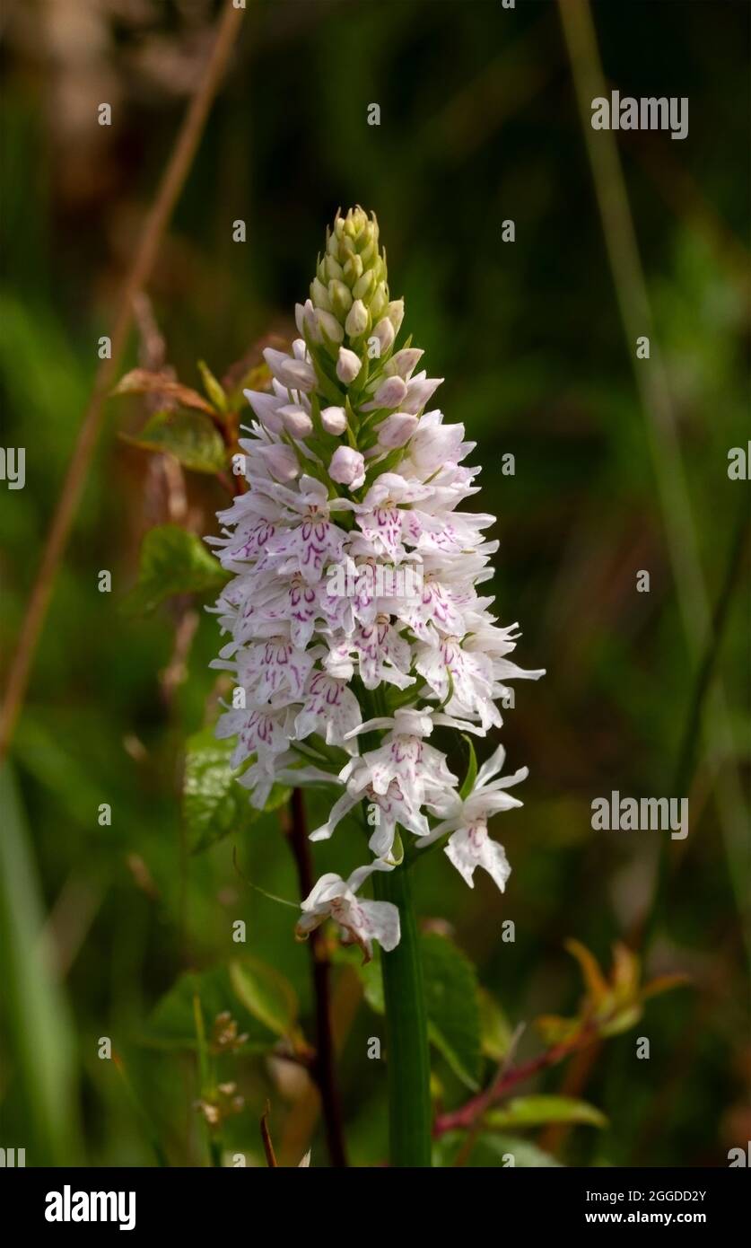 Più comune della famiglia britannica Orchid, il comune spotted-orchid è altamente variabile nell'aspetto delle foglie e nel colore dei molti spike fioriti Foto Stock