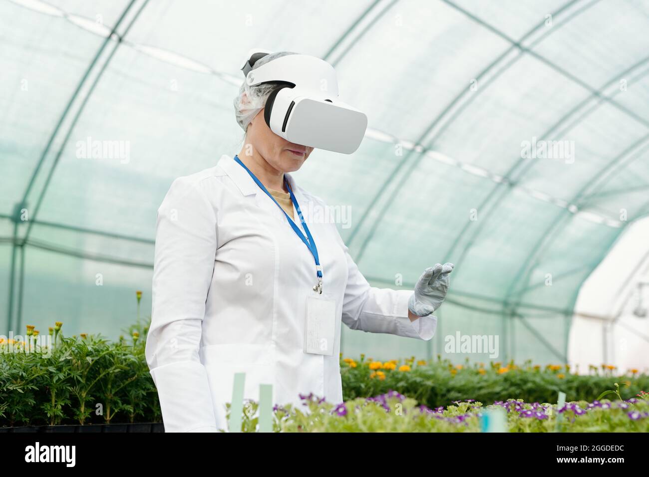 Agricoltore o ricercatore in visore vr in piedi di fronte a piantine di fiori durante la nuova sperimentazione scientifica Foto Stock